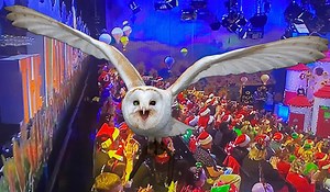 'Did Someone Let The Owl Loose? -- Twitter Erupts Over 'Hooting' Toy Show Audience Member