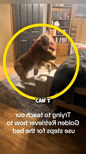Girl Helps Her Old Golden Retriever Climb the Bed Using Stairs ❤️🥰 #shorts #shortsfeed #dogshorts