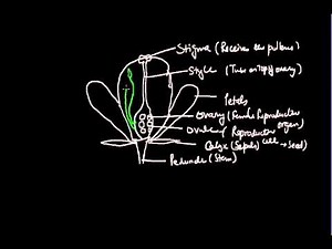 Reproduction in Plants (Part - 3) - Science, Class 9 Video Lecture