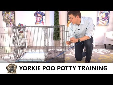 Yorkie Poo Potty Training from World-Famous Dog Trainer Zak George - Potty Train a Yorkie Poo Puppy