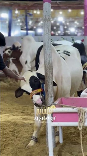 Jameel Memon Colony | Cattle Farm Qurbani Collection 2026 #cow #animals #viralvideo#trending