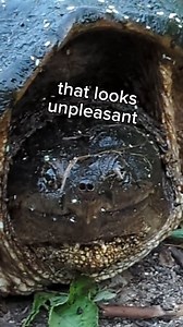 33K views · 142 reactions | turtle in the giant pumpkin patch  #turtle #pumpkin #gardening #plants | northeastgiantpumpkin | Facebook