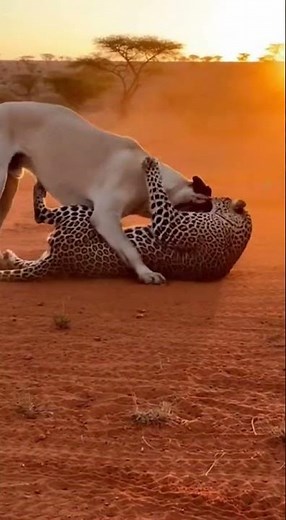 Animal Combat: Powerful Dog Protects Territory From Leopard Attack!