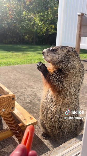 Cute Groundhog Moments and Wildlife Fun