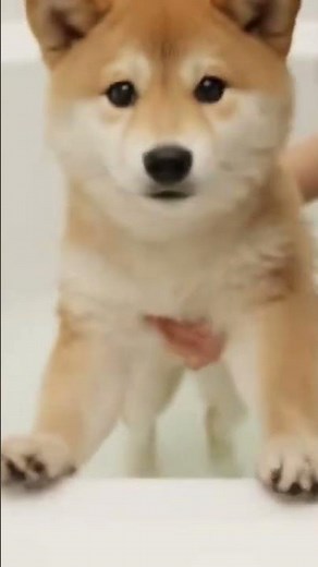 Shiba Inu Bath Time Fun!