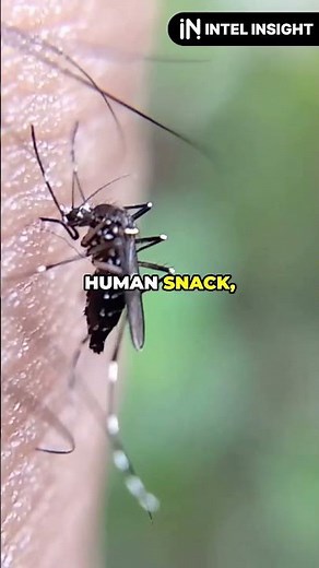 Why Being a Female Mosquito is the WORST!