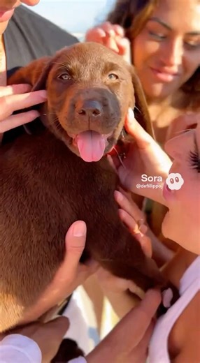 The Ultimate Beach Hack: Bringing a Puppy to the Shore 🐕🏖️