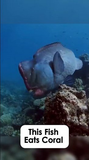 This Fish Eats Coral to Save the Reef | The Surprising Truth About Parrotfish #Shorts