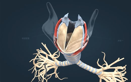 人体的发声器官是如何产生声音的呢