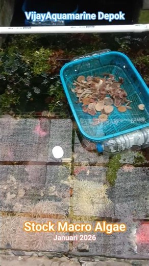 Macro Algae Macroalgae, Marine fish pond, Marine tank, Coral tank Macro Algae, Reef tank