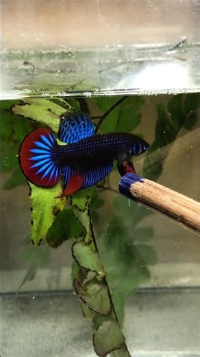 Catching and Show Betta Wild #betta