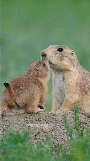 Adorable Baby Prairie Dogs