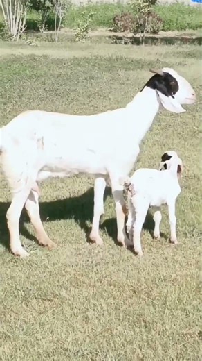 goat goats animal baby goat