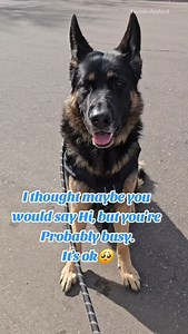 8.5K views · 9.3K reactions | It's ok. #cute #gsd #titantheshepherd2020 | Titan.the.shepherd | Facebook