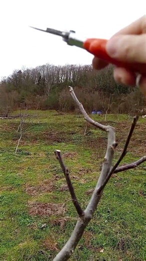 Budama teknikleri #budama #ceviz #pruning #walnut