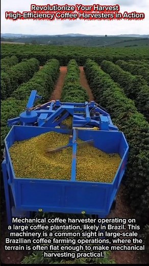 Revolutionize Your Harvest | High-Efficiency Coffee Harvesters in Action