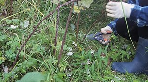 Gardener woman using a garden pruner cuts and rejuvenates a raspberry bush in an autumn garden for a good harvest next year.