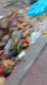 Pomme de terre propre à la consommation à la poubelle. | Béjaia La Vérité