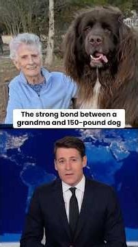 The strong bond between a grandma and 150-pound dog #shorts