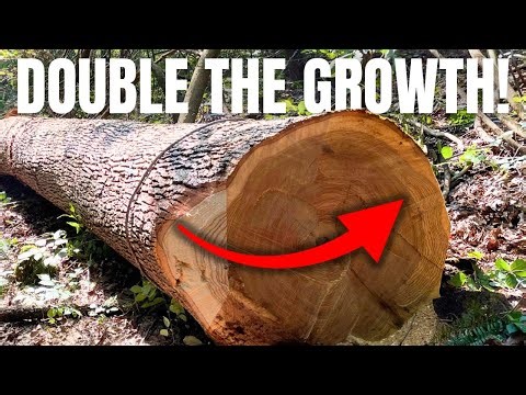 Boosting Timber Growth | How Selective Harvesting Transforms Your Woodland!