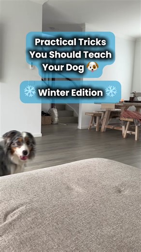 Follow on Ig @aussieyuki for more practical tricks and tutorials x #trickdog #practical #australianshepherd #aussiesofinstagram #bluemerleaussie #australianshepherdsoftiktok #tutorial