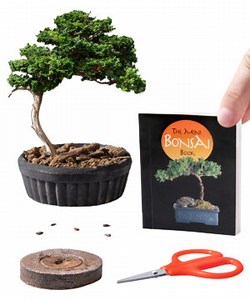 Mini Bonsai Kit: The ancient art of taming a tree in a box!