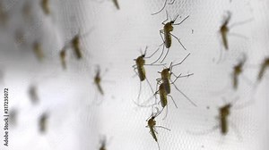 mosquito on insect net close up.