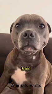 Staffordshire Bull Terrier 🔥#staffordshirebullterrier | Animals Facts