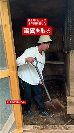 自給自足を目指して鶏小屋の鶏糞を集める #家庭菜園 #肥料 #鶏糞