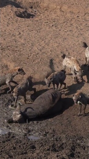 Hyena madness: clan feeds on a buffalo #shorts