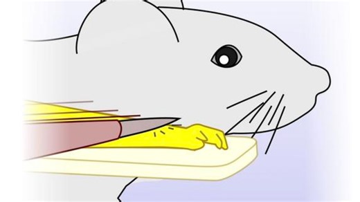 Mice show surprising body ownership of artificial limbs, reveals study