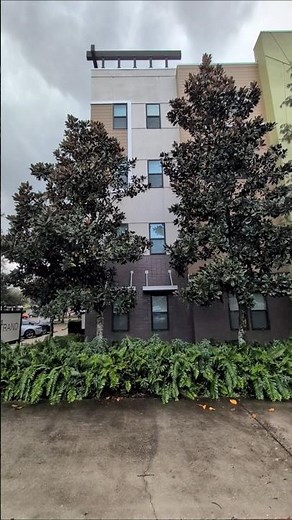 Magnificent Southern Magnolias & Giant Sword Ferns at The Strand! Oviedo, Florida