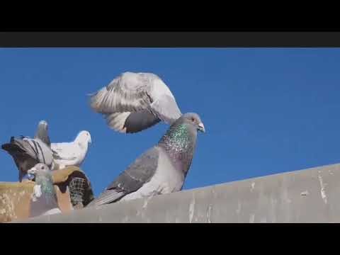 racing pigeons The Science Behind Winning Races ????