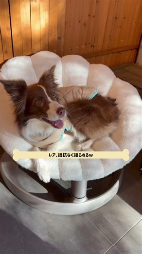 バウンサーを使いこなす犬
