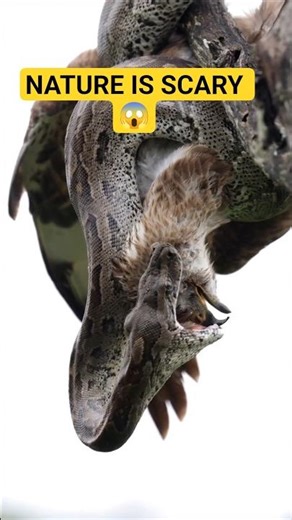 Giant Python Devours Eagle 😳