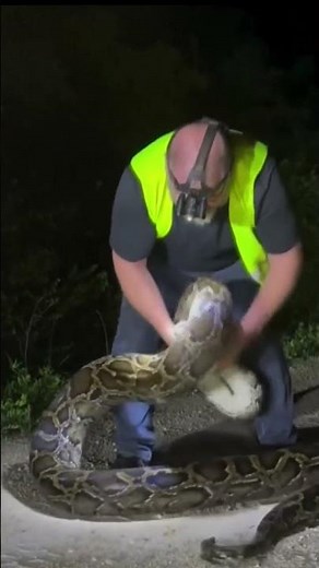 FWC trapper catches 17-foot Burmese python in Florida Everglades