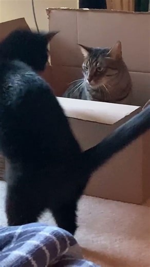 Cats love Amazon boxes! #cat