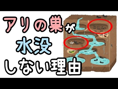 アリの巣が大雨でも水没しない理由【ざっくり解説】