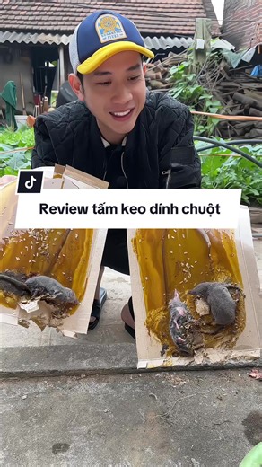 Review hiệu quả miếng keo dính chuột