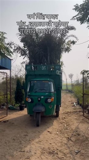 Hind Rao Nursery on Instagram: "Big foxtail palm"