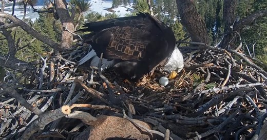 Weeks after nest raided by ravens, Big Bear bald eagles Jackie and Shadow welcome new egg