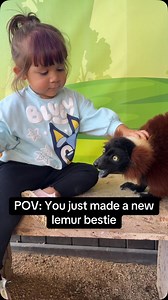 18 reactions | Red ruffed lemur encounters = the best. #SnakeFarmZoo #lemur | Animal World & Snake Farm Zoo | Facebook