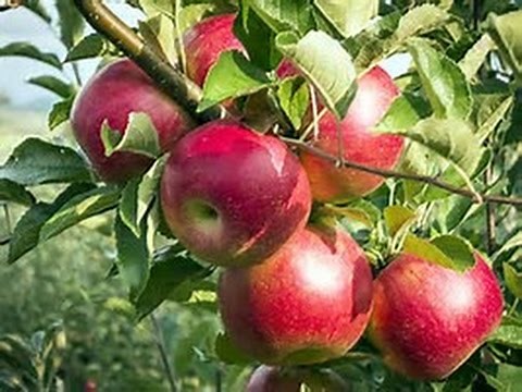 Planning A Backyard Orchard! 🍎🍐🍒🍑