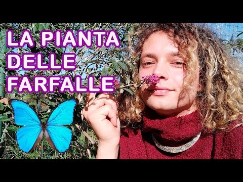 Buddleja: an EXCEPTIONAL PLANT that you MUST HAVE in your GARDEN and TERRACE