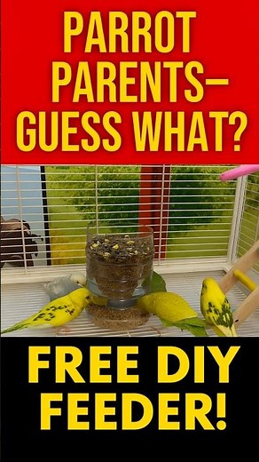 DIY Parrot Feeder Hack 🦜 Free & Mess-Free Trick | #shorts #lovebirds