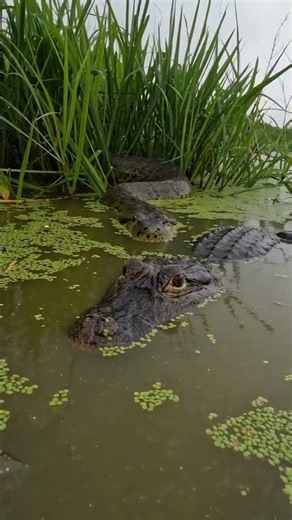 🐊🐍 Crocodile vs Giant Snake — Epic Fight in the Wild! 😱🔥