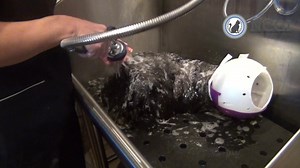 What do you do when bathing a large or overweight aggressive cat with no scruff area? Check out Danelle's tips in this video! And order your cat shampoo at ChubbsBars.com | National Cat Groomers Institute