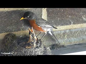Robin Nestlings Perk Up for Worms – May 18, 2017