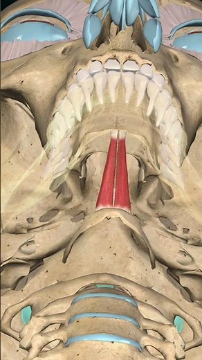"Geniohyoid Muscle in Motion | Elevating the Hyoid Bone (3D Anatomy)"