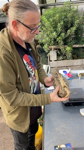 Bei uns geht es um jedes ein einzelne Tier und gleichzeitig um mehrere Hundert Schildkröten, die das ganze Jahr über auf einer großen Fläche leben. Wenn so viele Tiere verpflegt werden, fällt es nicht immer sofort auf, wenn eines weniger frisst oder Gewicht verliert. Deshalb werden am Tag der Einwinterung alle Tiere kurz aber gründlich medizinisch kontrolliert. Nur so können wir sicherstellen, dass jede Schildkröte gesund genug ist, um sicher in die Winterruhe zu gehen. Die Überwinterungsbehälte